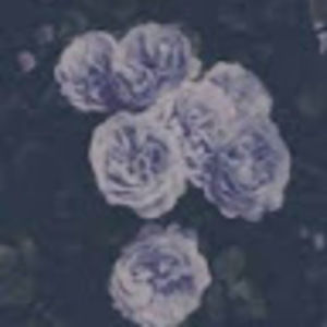 Meet your Posher, Bianca